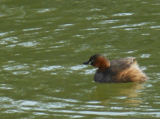 カイツブリ　冬羽<br /><br />猿沢池でエサ捕りに夢中です