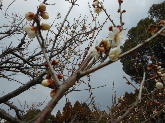 梅の木ですが<br />花はまだ早いようです