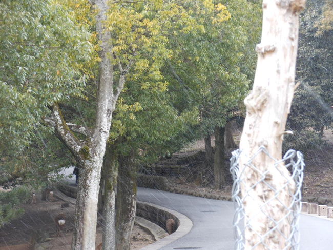 この時から小雪がパラパラ