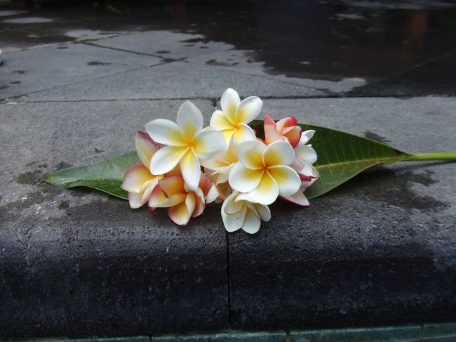 プールに落ちていたプルメリアを集めていました(*^^*)