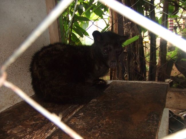 ジャコネコ(=‘ｘ‘=)