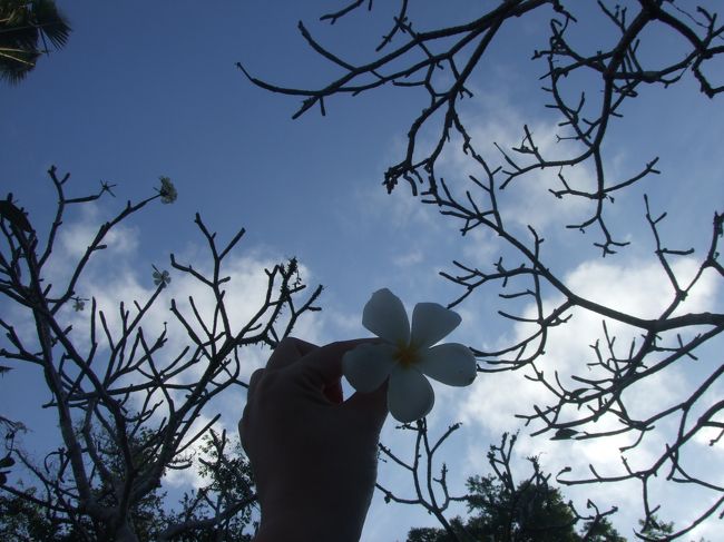 プルメリア(´∀｀)