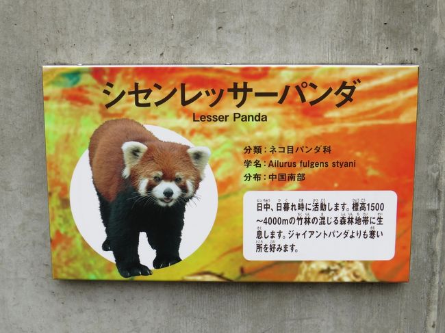 初春のレッサーパンダ紀行 ２ 到津の森公園 びっくり 凌凌君との