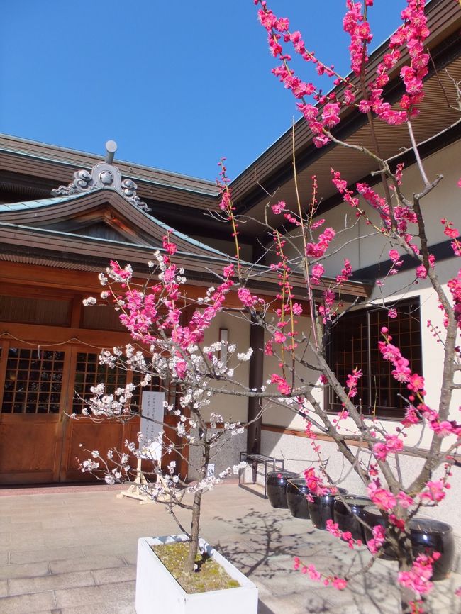 <br />紅白の梅が並んでいました♪