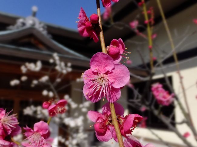 <br />こちらの梅は濃いピンク♪