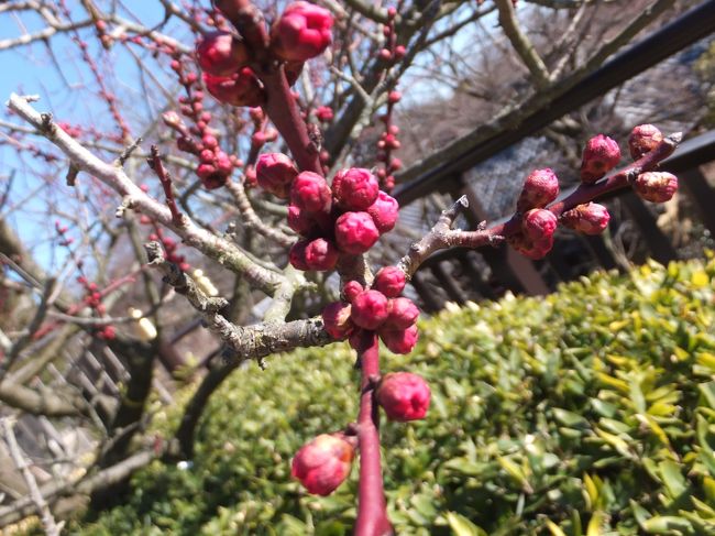 <br />この梅も、いまにも咲きそう！<br />今週末には見ごろでしょうか。<br />