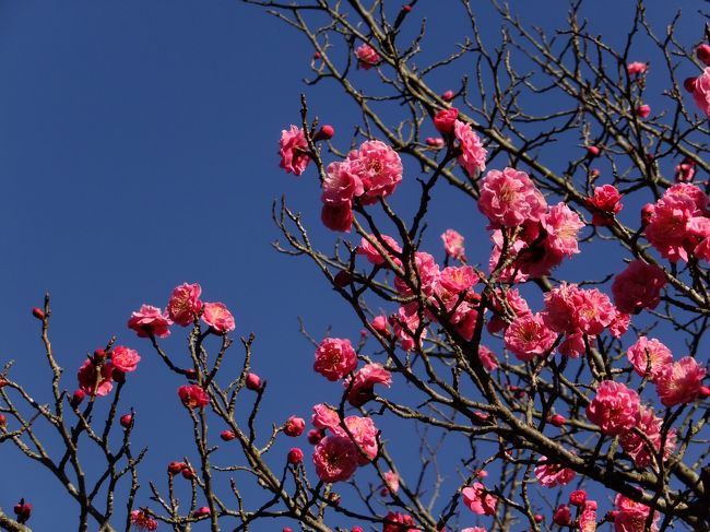 <br />梅の種類はよくわかりませんが…八重っぽい？？<br /><br />ココでデジカメが充電切れ！<br />ちょうどひと回りできたし帰りますか！と思ったものの…ん？梅の名所というわりに梅が少なくなかったか？境内にぽつぽつあっただけ･･･なわけないよね?!<br />あわてて境内の案内看板を確認すると、やはりありました、梅苑が。