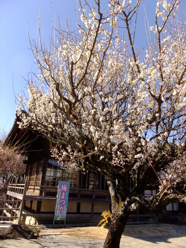 <br />この梅が一番良く咲いていたかな。。。<br />風もなく、快晴で気持ちがいいです。<br />きてよかった！