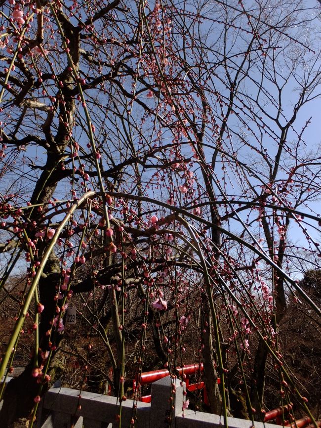 <br />満開になるのが楽しみですね。