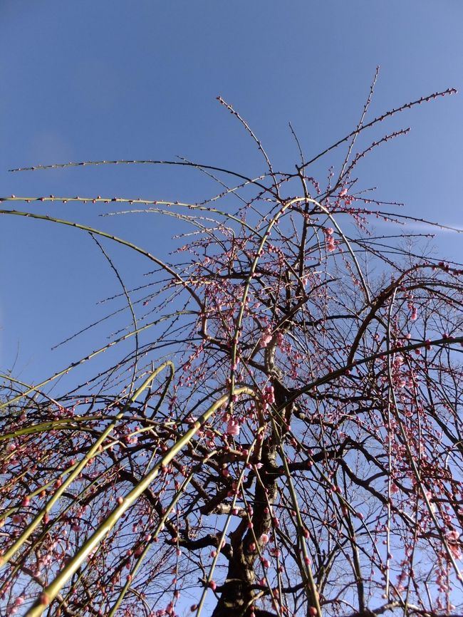 <br />つぼみがいっぱい。