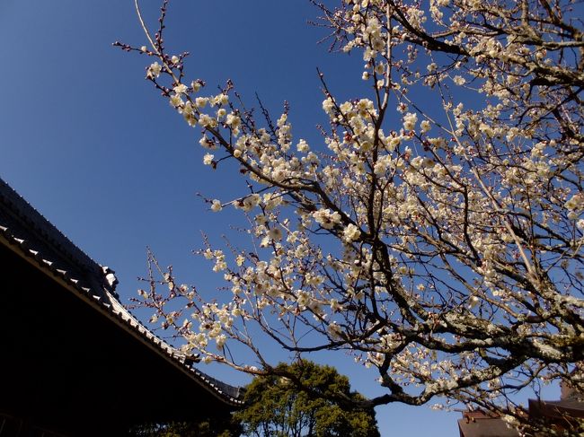 <br />そして梅の香り！春を感じます。<br />写真ではお伝えできず残念。