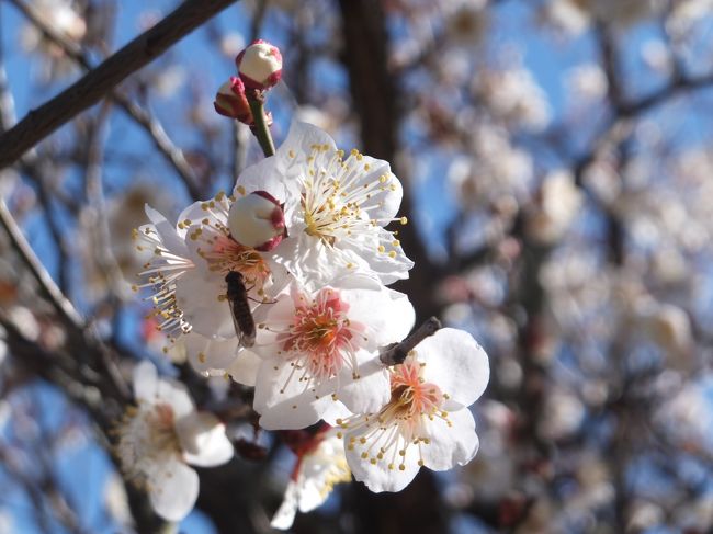 <br />香りに誘われて、虫さんも。<br />