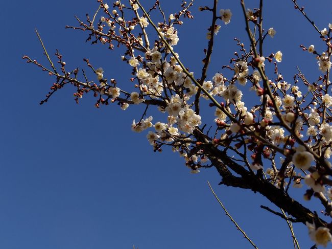 <br />この日は午後からのんびり出かけたのですが、撮影するにはやはり午前中のほうがいいみたい。<br />影がキツイというか。陽の入り方というか。<br />ま、技術の問題ですかね。。。<br />