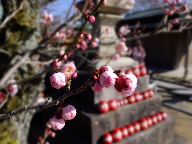 <br />いまにも咲きそうなつぼみ。<br />ぽんぽんです☆