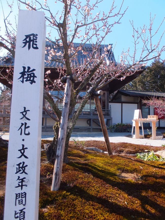 <br />その後、その梅は大宰府の道真のもとへ飛んで行ったといい、これが「飛び梅」の伝説です。<br />