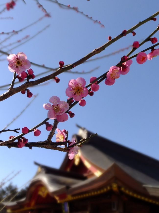 <br />やっぱり梅の花はピンクのほうが好きだなぁ。
