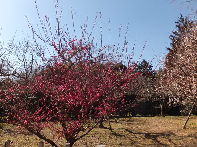 <br />入り口の梅、咲くのはまだまだこれから。<br />しかし咲き始めの梅の撮影は難しいな〜。