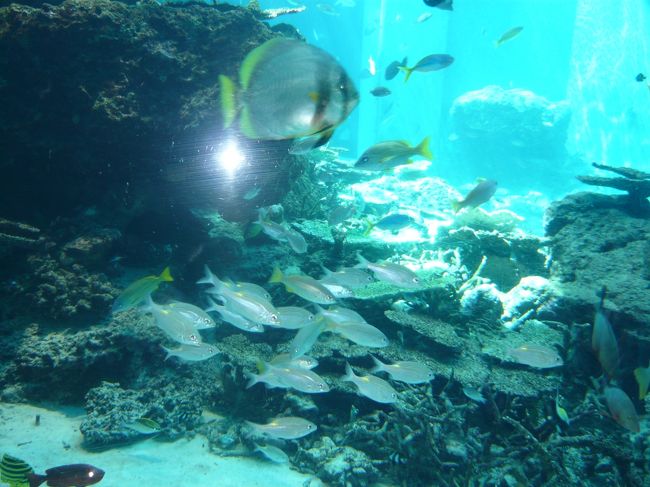 水族館の中です。