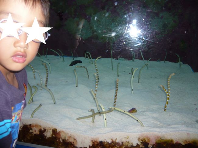 棒アナゴだっけ？