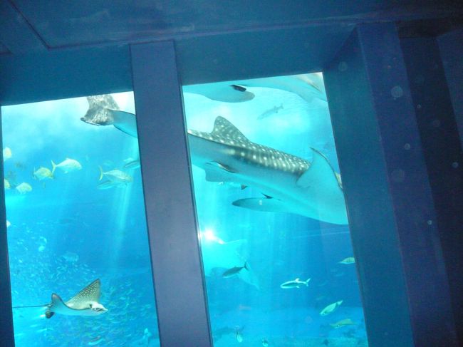 ジンベエが泳いでます。