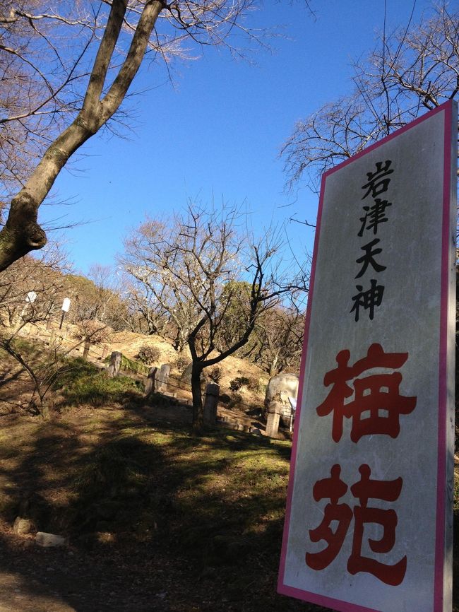 <br />で、行ってみる。<br />んーまったく咲いていない。<br />二分咲きですからね。<br /><br />※以下の写真はiphoneにて撮影