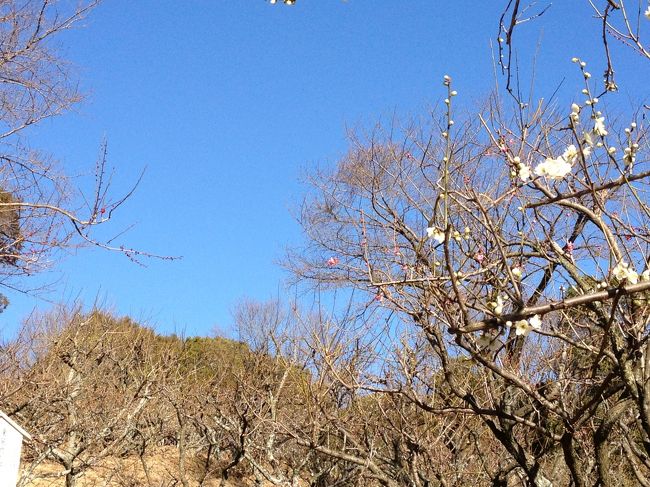 <br />ココだけ見ると一分咲きくらいだな。。。<br />満開まではまだまだ時間が掛かりそうです。<br /><br />十数年ぶりの岩津天満宮でしたが、なんともキレイで驚きました。それもそのはず、HPを見ると平成に入ってから改修したり、造営されたものが多いのです。キレイすぎて残念というか、歴史の重みは薄れてしまっている印象でした。。。<br />FacebookもTwitterもやってるしね(笑)<br />でも久しぶりに行ってよかったです！<br />また行こうっと♪<br />