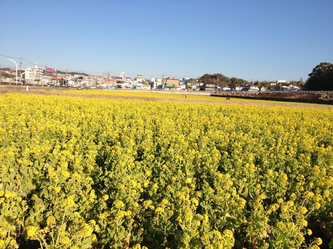 <br />帰り道、母校近くの菜の花畑にも寄ってみました。<br />ココ、秋にはコスモス畑になるのですよ。<br /><br />iphone撮影なので写真はキレイじゃないです。