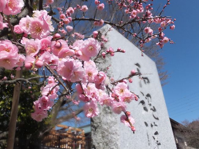 <br />でも、咲いてる梅もありました。<br /><br />