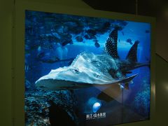 1区間めのエスカーの壁面は、新江ノ島水族館の写真が多数。

私達一家にとっての「えのすい」のアイドル、シノノメサカタさん。エイのようなお顔を持つサメです。夫との記念すべき（？）2回目のデートで彼（？）に出会ってからというもの、見つける度に「あっ、シノノメサカタさん！」「本当だ！」と反応してしまいます。
