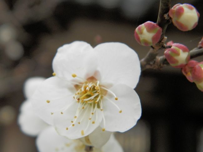 グーちゃんは村西監督とは違うの！<br /><br />こんな芸術的な写真を撮るの。