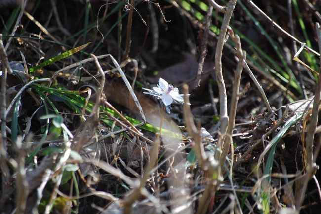 今迄見られた所に今年も節分草が見られた。<br /><br />嬉しかった。