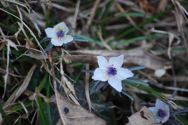 今迄見られた場所を調べると今年初めての節分草を見つけることができた。