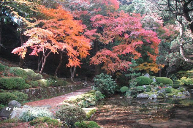 桜みたいな紅葉でしょ、ピンクと思わない？