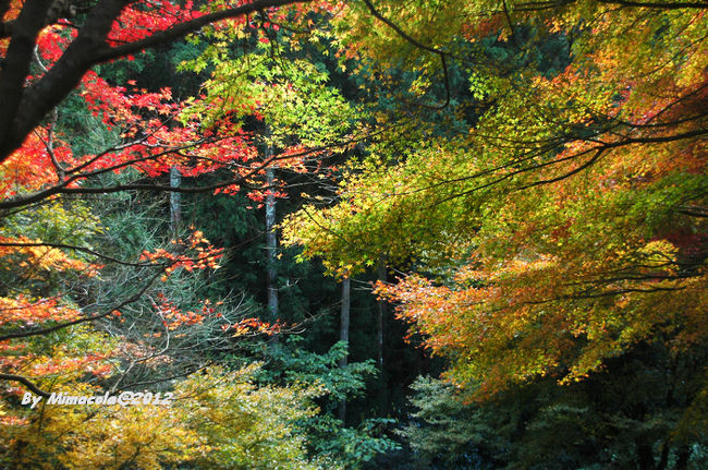 天気が良くない、曇りの秋<br /><br />寒気が指から<br /><br />光がないと、マジックを始まらない。<br /><br />紅葉の美、光が大事。<br /><br />さぁ、一休み、一休み……<br /><br />太陽がきっと出でくるよ。