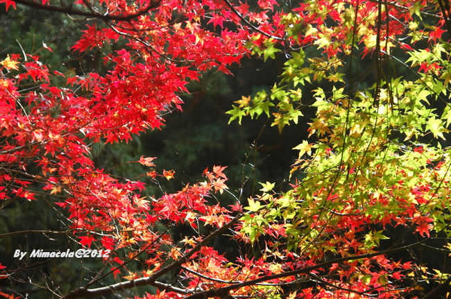 天気が良くない、曇りの秋<br /><br />寒気が指から<br /><br />光がないと、マジックを始まらない。<br /><br />紅葉の美、光が大事。<br /><br />さぁ、一休み、一休み……<br /><br />太陽がきっと出でくるよ。