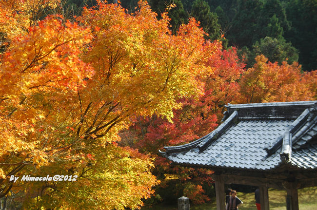 この金の色、秋が燃えているよ