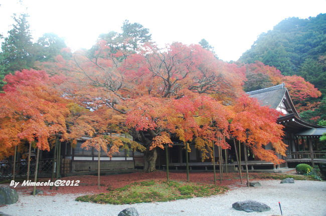 素敵な秋、素敵なお寺。<br /><br />最後までご覧頂いた、ありがとうございます。<br /><br />私は、心から、世界を発見します。<br /><br />