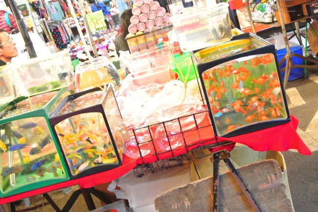 金魚とかいた。