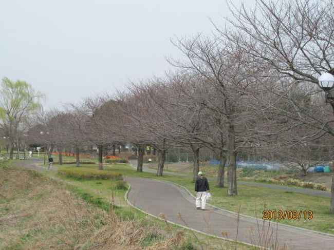 染井吉野はまだ蕾です。<br />