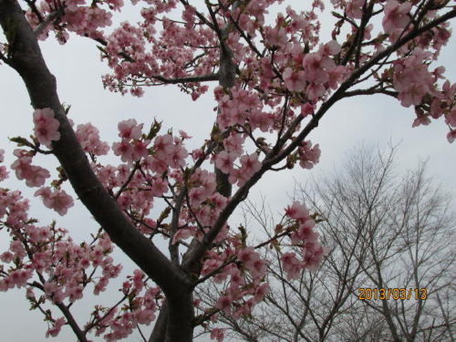 寒緋桜が七部咲です。