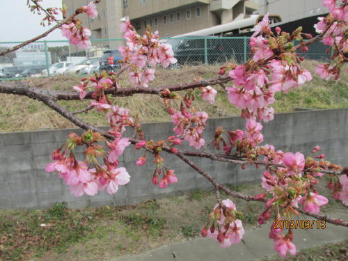 寒緋桜が七部咲です。