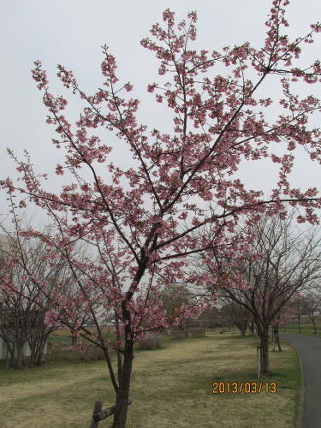 寒緋桜が七部咲です。