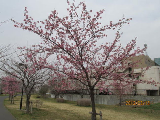 寒緋桜が七部咲です。