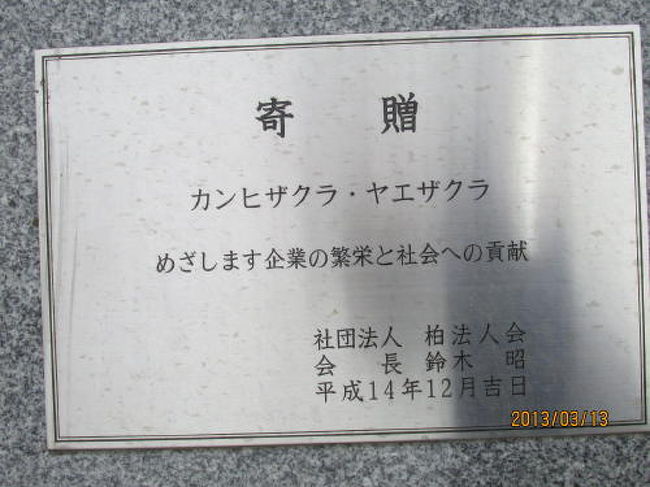 柏警察所の前に植えられたカンヒザクラとヤエザクラ。<br />