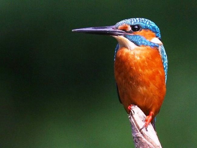 スリランカで野鳥観察 ー 楽しくもあり 難行でもある その他の都市 スリランカ の旅行記 ブログ By Tamegaiさん フォートラベル