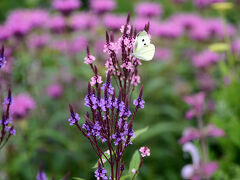 大多喜Herb Garden