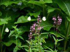 大多喜Herb Garden