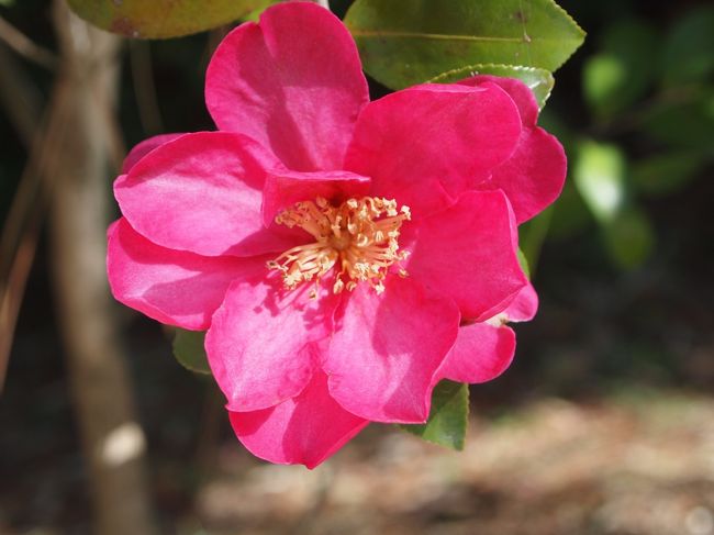 サザンカが咲いています。