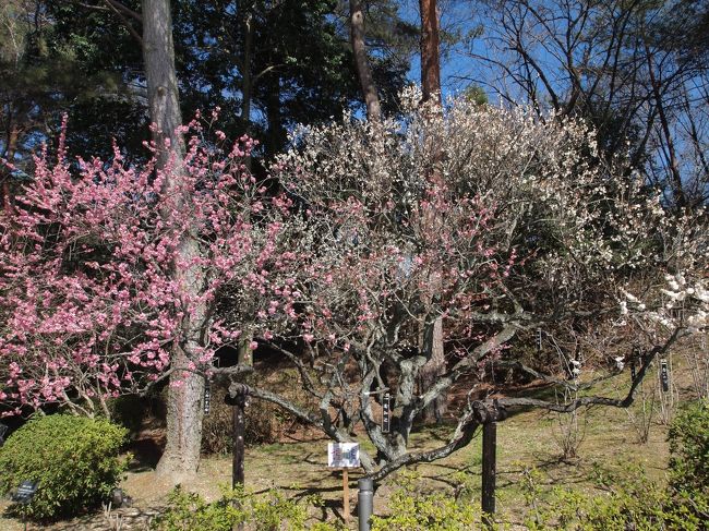 七福神の梅です。<br />一本の梅ノ木に、接木を重ねることにより七種類の梅の花が咲くようにしています。