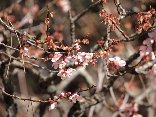 五つ目、紅冬至（こうとうじ）です。
